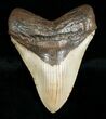 Megalodon Shark Tooth - Serrated #4563-1